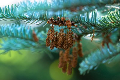 Abies procera, nobilis 'Argentea' - jedle vznešená, stříbrná - prašníky